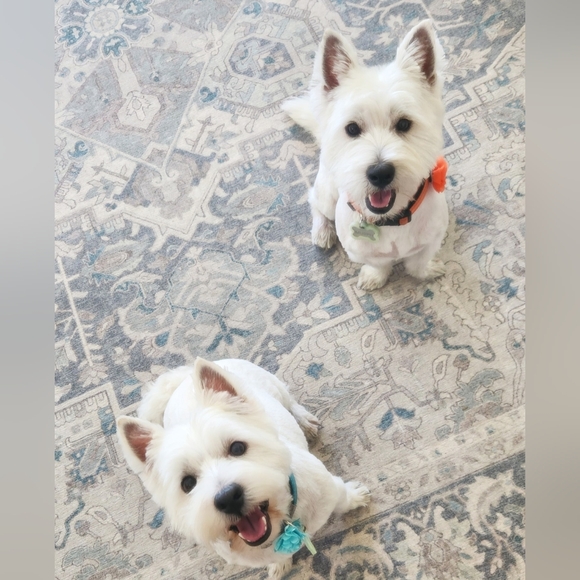 Meet your Posher, Liz - Picture 9 of 13